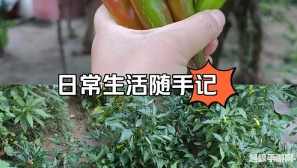 偷菜小分队