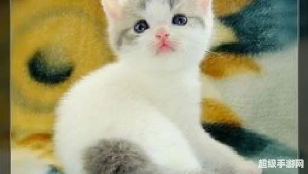 美少年小猫