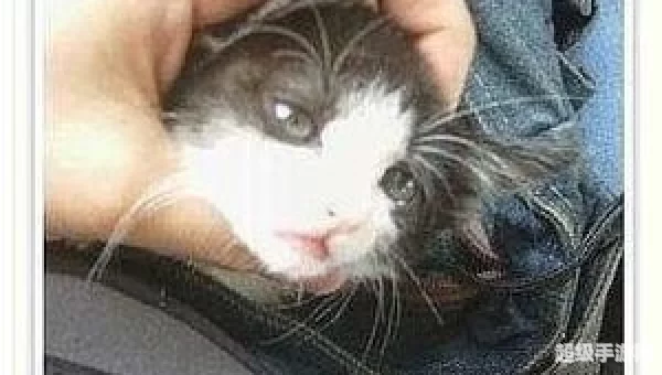 美少年小猫
